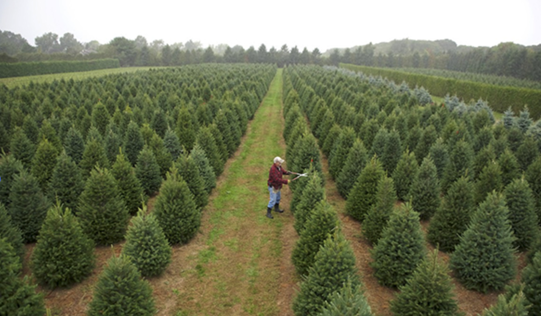 The Christmas Miracle: Why We Have Christmas Trees